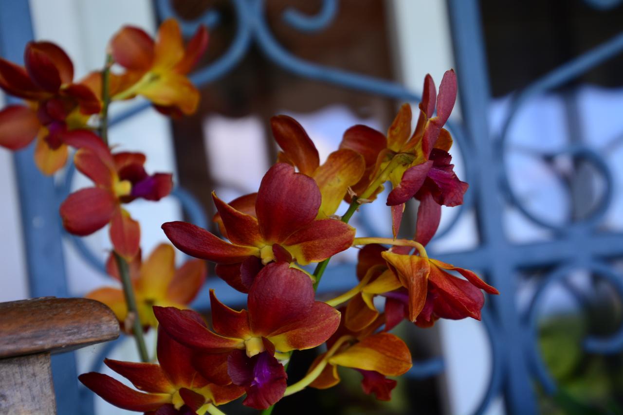 Villa Campeche レ・トロワ・イレ エクステリア 写真